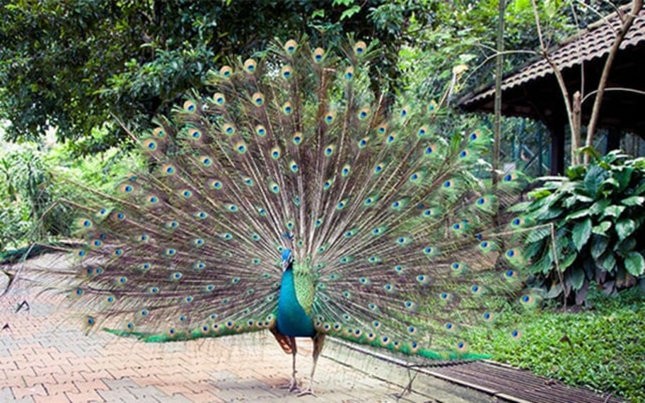 Kuala Lumpur Kuala Lumpur Bird Park Landscape Image